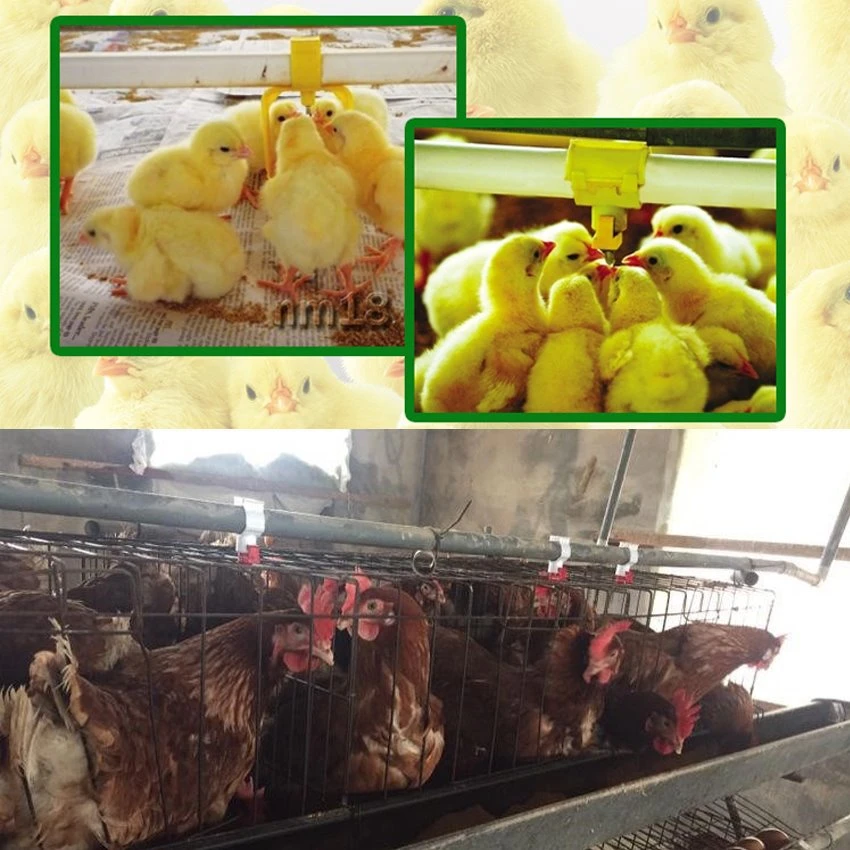 Application of Poultry nipple water