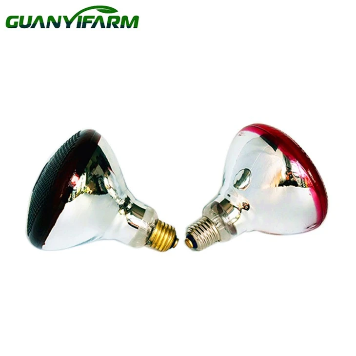 keeping chicks warm lamp