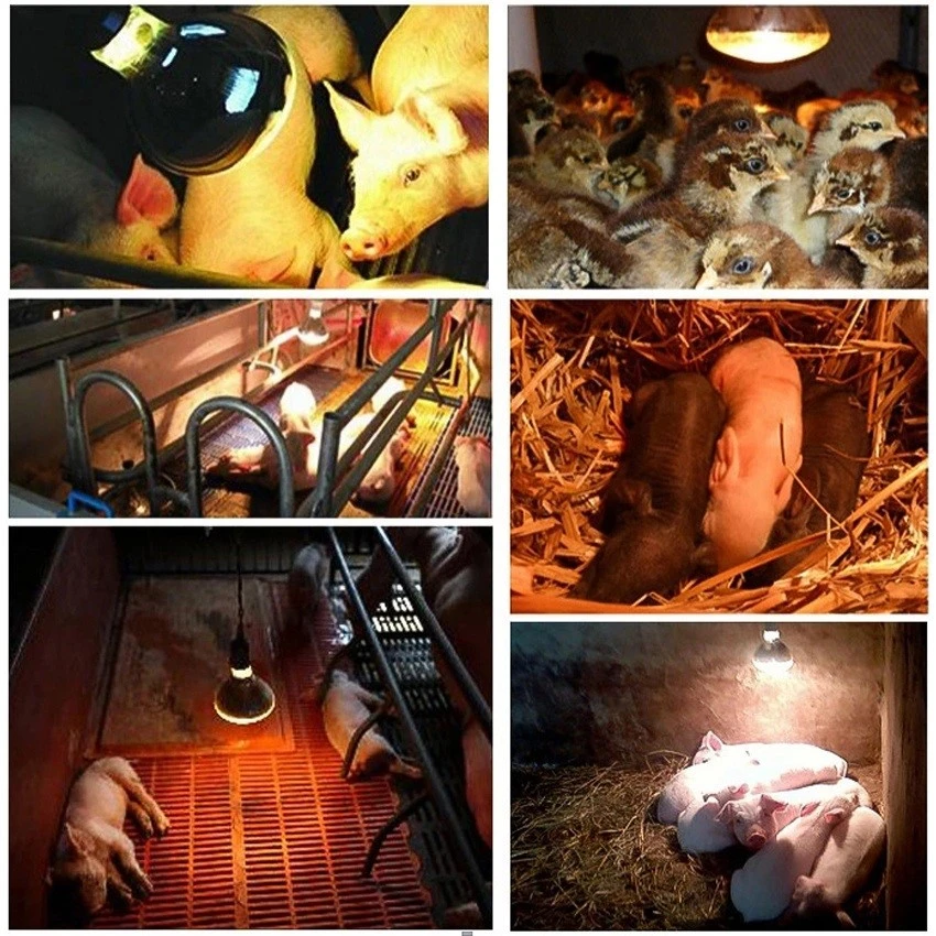 Application of ir heat bulb Application of ir heat bulb